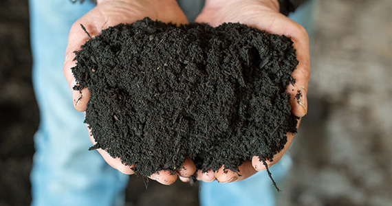 Organic Compost